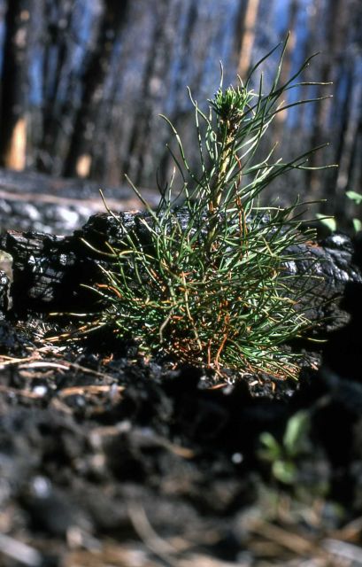 Pinus contorta seedling three years after the 1974 Trail Creek fire Picture