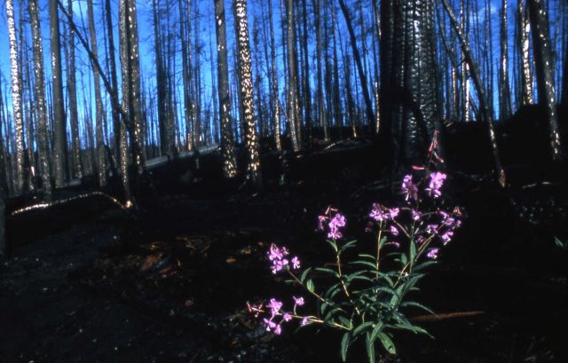 Regrowth after the 1976 Divide fire Picture
