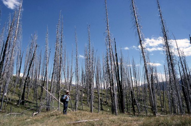 1979 burn area near French Creek Picture