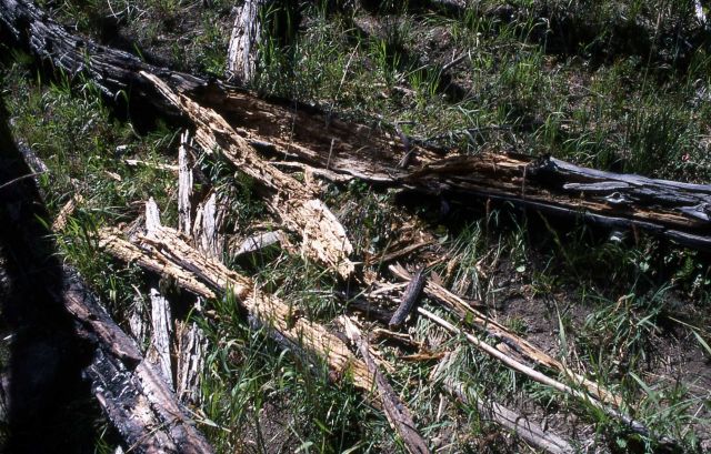 Burned log from 1979 fire ripped apart by a bear Picture