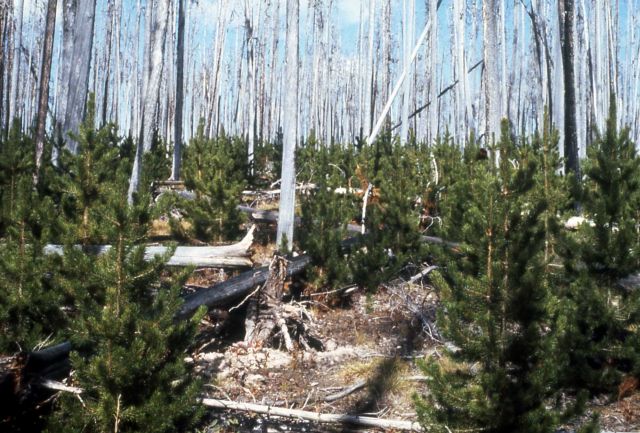 Lodgepole pine forest after 1974 Fan Creek fire Picture