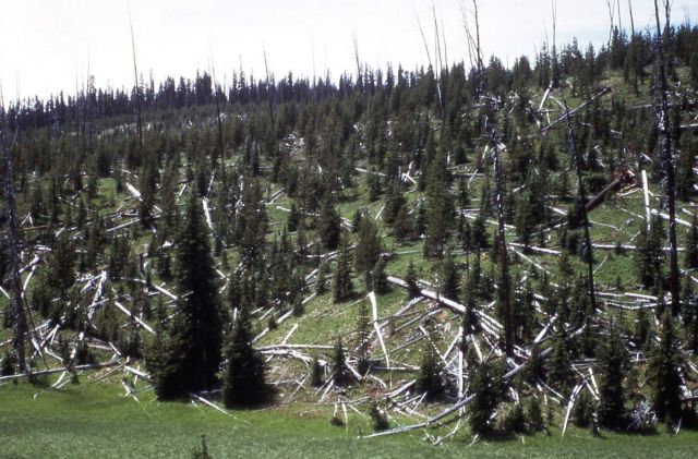 New lodgepole pine forest after 1935 Wrong Creek fire, Mirror Plateau Picture