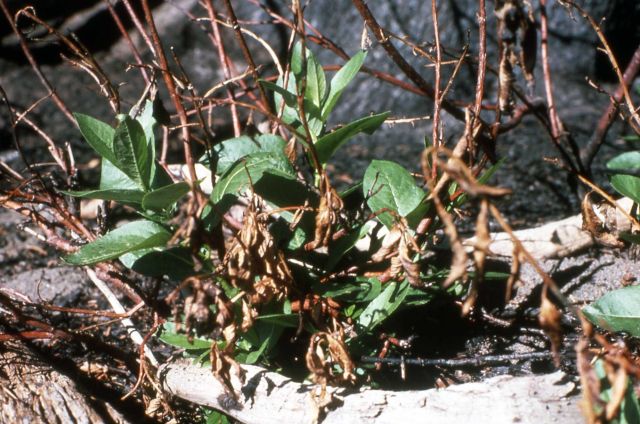 Willow regrowth after the 1976 Divide fire Picture