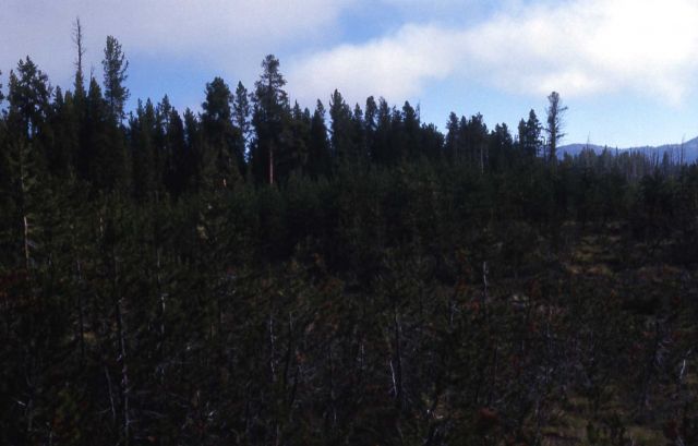 Regrowth along the Canyon-Norris Road after the 1954 fire Picture
