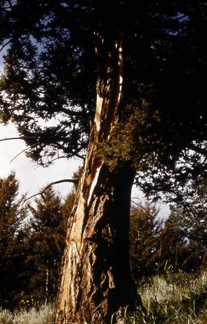 Lightening struck tree Picture