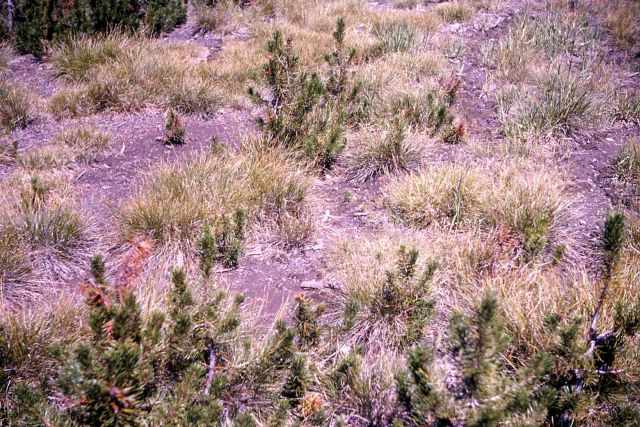 1954 Canyon/Norris burn regrowth Picture