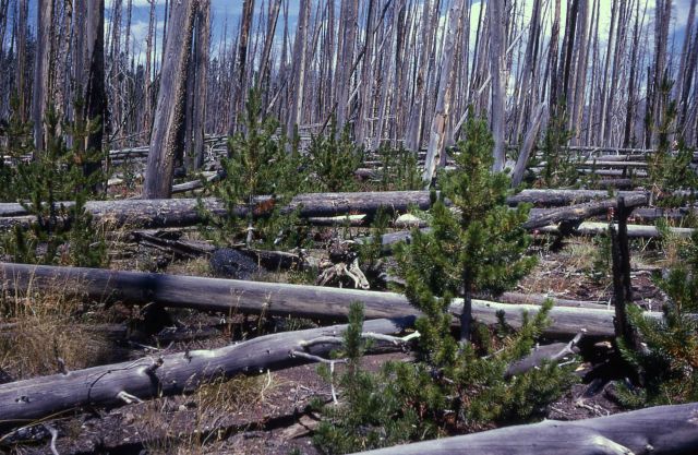 1954 Canyon/Norris fire regrowth Picture
