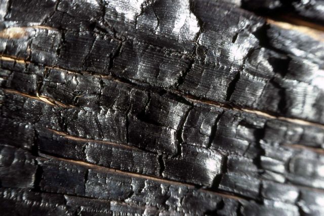 Charred lodgepole pine Picture