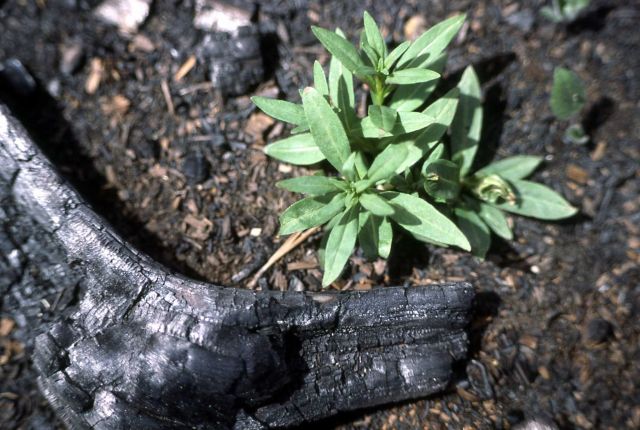Charred lodgepole pine & regrowth Picture