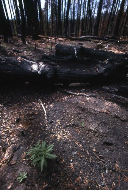 Charred trees from the Grizzly Lake burn Picture