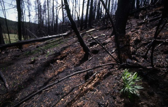 Charred trees from the Grizzly Lake burn Picture