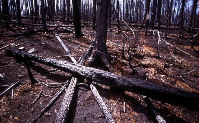 Charred trees from the Grizzly Lake burn Picture