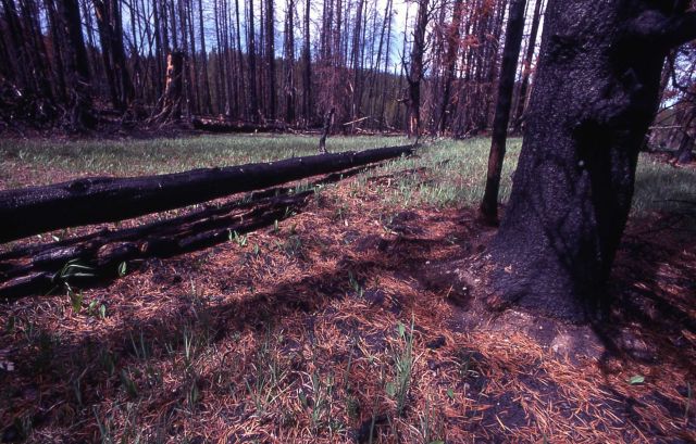 New growth after the Grizzly Lake burn Picture