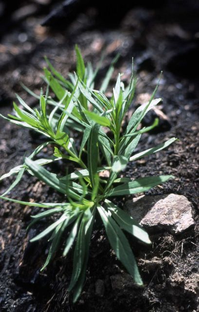 New growth in burn area Picture