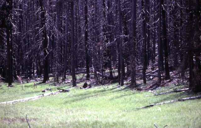 Grizzly Lake burn area Picture