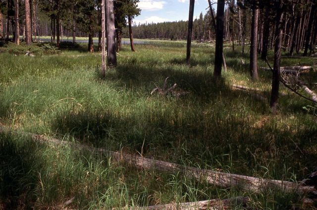 Open lodgepole pine forest Picture