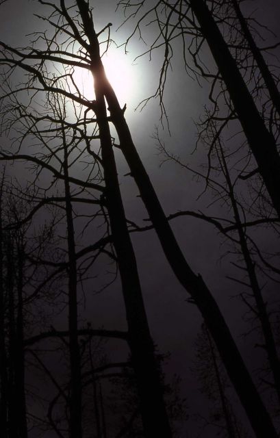 Burned lodgepole pine Picture