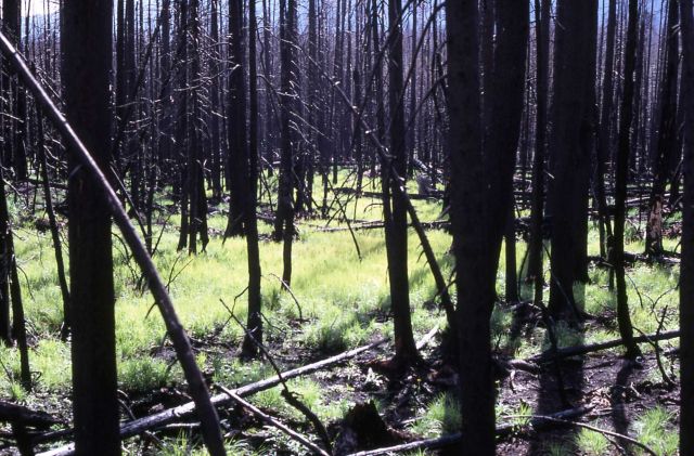 Regrowth in moist area after 1979 Beaver Heart fire Picture