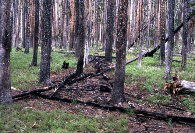 Burned spot in 200 year old lodgepole pine forest near the 1979 Beaver Heart fire Picture