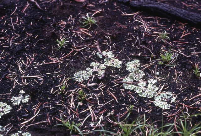 Liverwort growing after 1979 Beaver Heart fire Picture