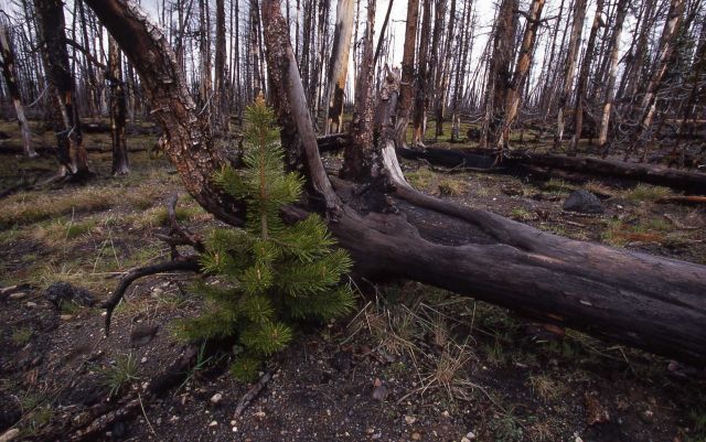 Lodgepole pine seedling adjacent to uprooted mature burned lodgepole Picture