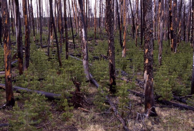 Young lodgepole pines growing thick in standing dead near Obsidian Creek - Fire Picture