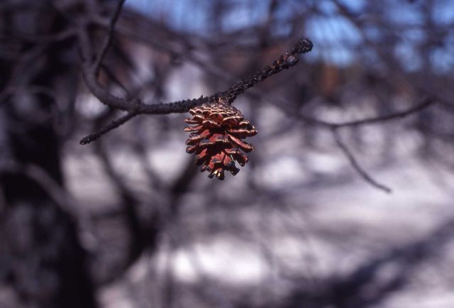 Lodgepole pine cone opened by heat of fire Picture