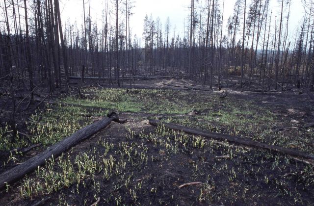 New grass growing in burned area Picture