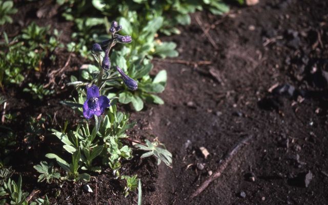 Larkspur in burned area Picture