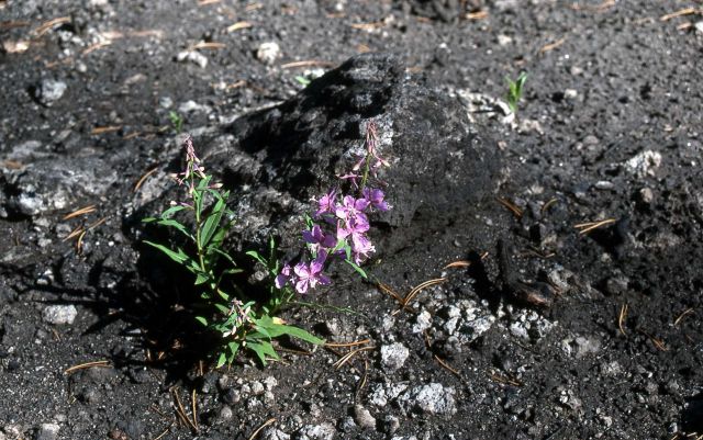 Fireweed in burned area - Blacktail Plateau Picture
