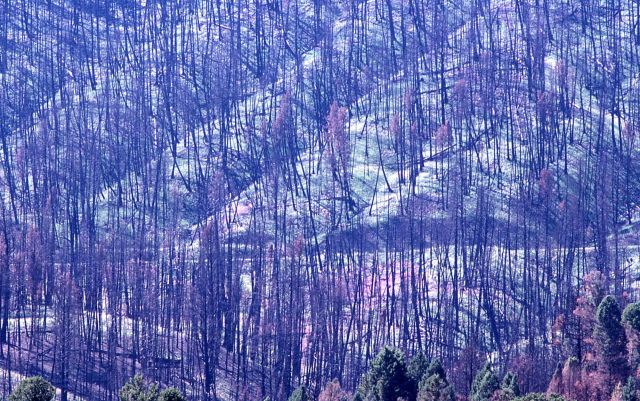 Grass & fireweed growing in douglas fir stand near Petrified Tree Picture