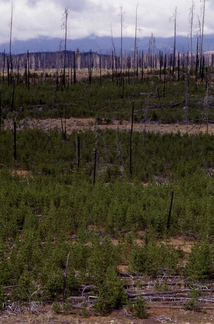 Lodgepole pines 10 years after 1988 fires - north of Madison River Picture