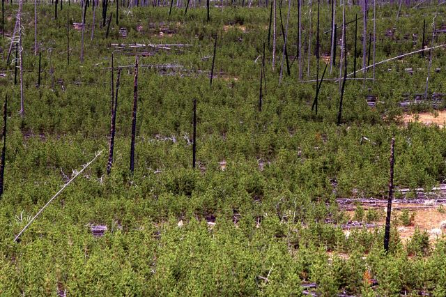 Lodgepole pines 10 years after 1988 fires - north of Madison River Picture