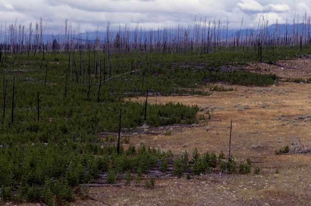 Lodgepole pines 10 years after 1988 fires - north of Madison River Picture