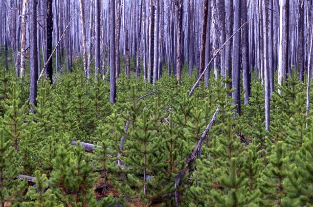 Standing dead trees with young lodgepole pines near Firehole Picture