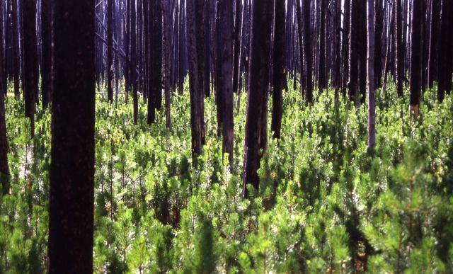 New lodgepole pines west of Obsidian Lake Picture