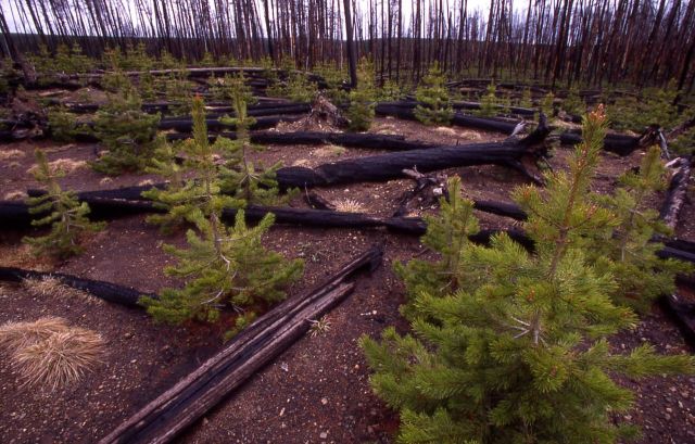 Standing dead & burned logs & young lodgepole in 