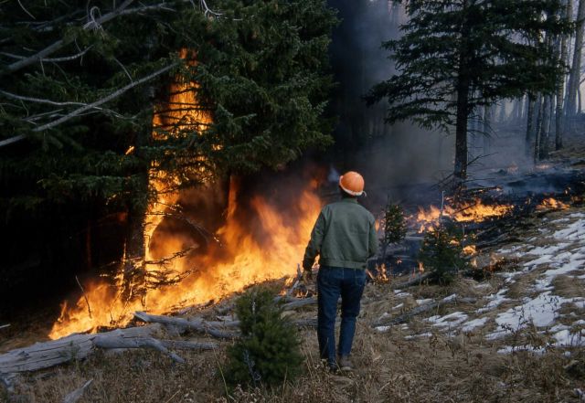 Prescribed burn Picture