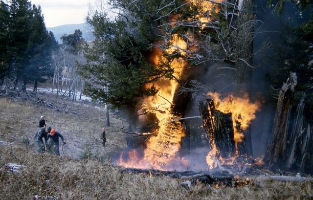Prescribed burn Picture