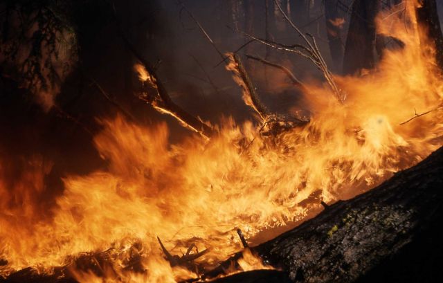 Control burn in Douglas fir forest Picture