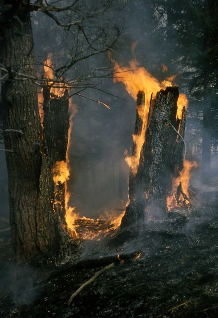 Prescribed burn in Douglass fir forest, fire in snags Picture