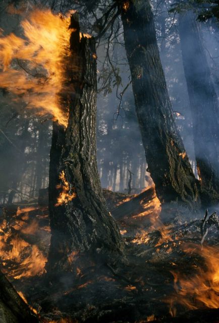 Prescribed burn in Douglas fir forest Picture