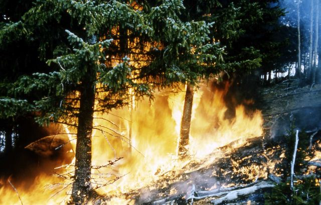 Prescribed burn Picture