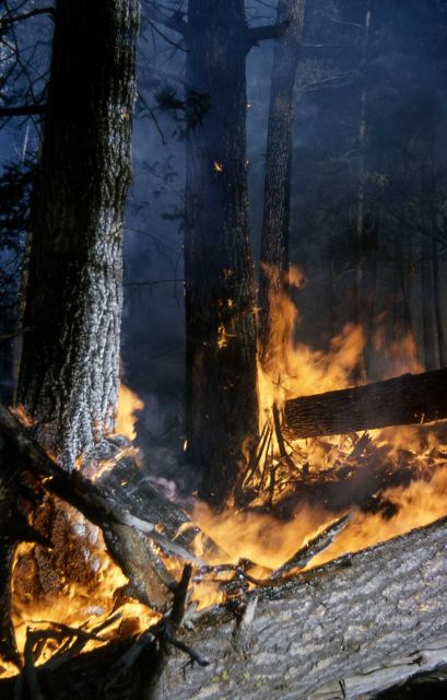 Prescribed burn Picture
