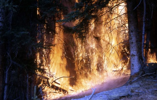 Prescribed burn Picture
