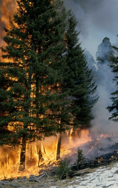 Prescribed burn Picture