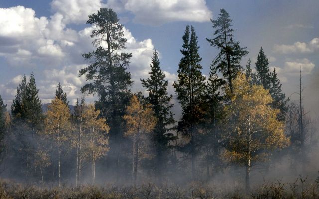 Prescribed burn on Bunsen Peak Picture