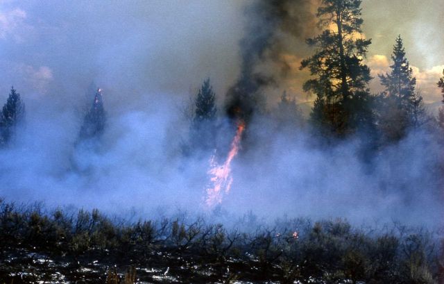 Prescribed burn Picture