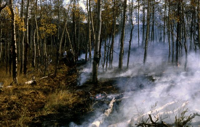 Prescribed burn Picture
