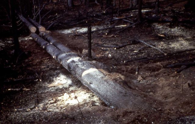 Log erosion barriers - Fire rehabilitation Picture